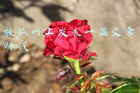 在百度上发表文章赚钱吗(百度与头条发文收益对比)