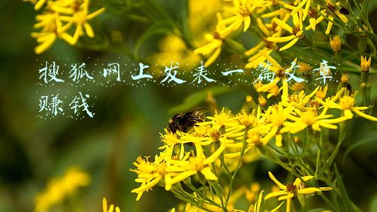 搜狐网发表文章(网站软文推广渠道该如何选择？)