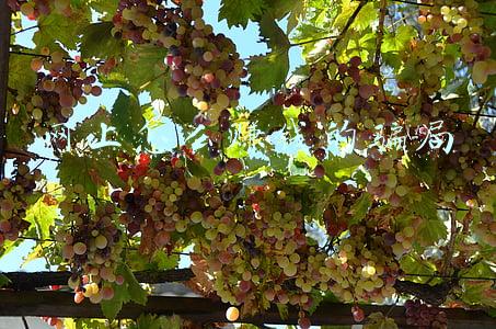 网上怎么赚钱的方法有哪些(孙洪鹤：高级自媒体创业者的赚钱方法，不靠网络乞讨和打赏赚钱)