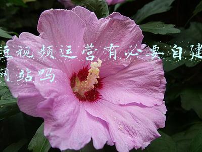 短视频运营有必要自建网站吗