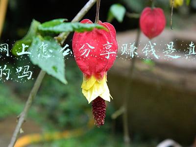 赚分享怎么赚钱的是真的吗(那些广告说赚零花钱的软件真的能赚钱吗？)