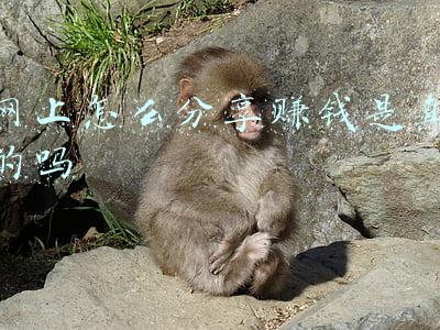 分享赚是真是假(分享是笔只赚不赔的买卖)