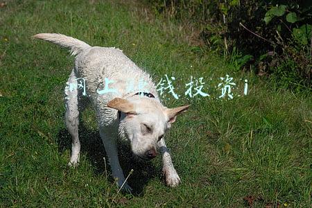 网上投资理财赚钱(网络投资理财真能赚钱？小心诈骗！)