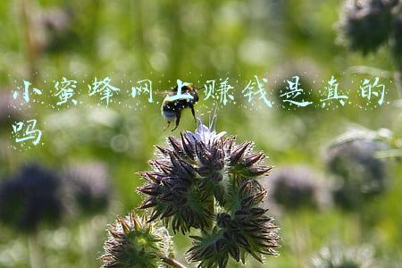 蜜蜂赚钱app是真的吗(蜂蜜也能刷单返利？小心陷入诈骗圈套！)
