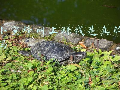 小蜜蜂平台靠谱吗(找“小蜜蜂”发放传单 为何工资一年未结？)
