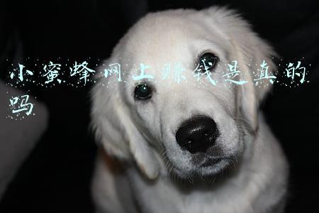 蜜蜂兼职是真的吗(养蜂年收入仅三五万，但可以全国自驾游，你会去做吗？)