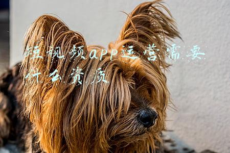 app资质(软件行业需要什么资质？)