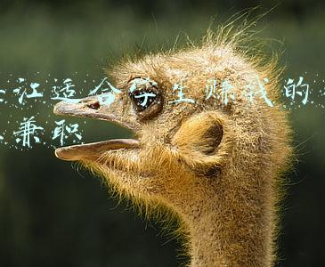 湛江适合学生赚钱的网上兼职
