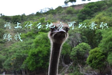 哪里可以兼职赚钱(分享5个兼职赚钱的网站，每月多上几千收入，你确定不看一下？)