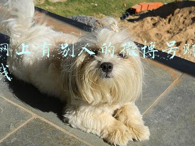 网上有别人的微博号赚钱