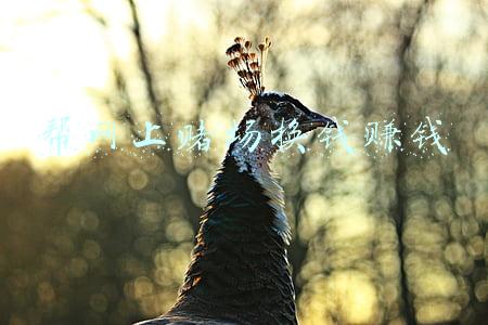 去澳门赌场给别人换钱能赚钱吗(从“太阳城”事件看跨境赌博 律师分析内地法律对开设赌场罪加重量刑)