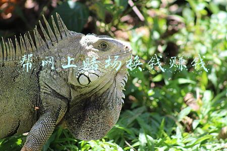 帮网上赌场换钱赚钱