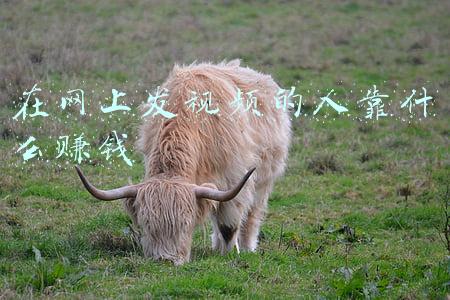 在网上发视频的人靠什么赚钱