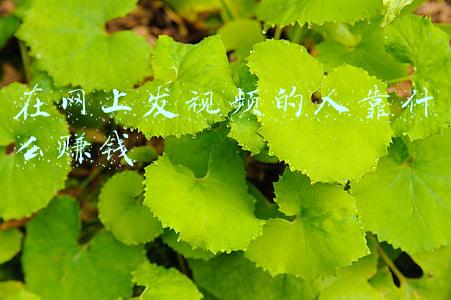 在网上发视频的人靠什么赚钱