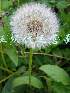短视频代运营面试