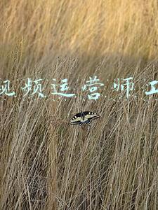 短视频运营师工资
