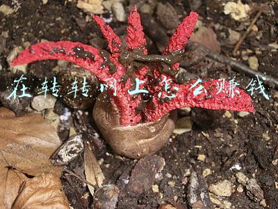 闲鱼转转怎么赚钱(实操分享：小白轻松月入10000+的闲鱼玩法)