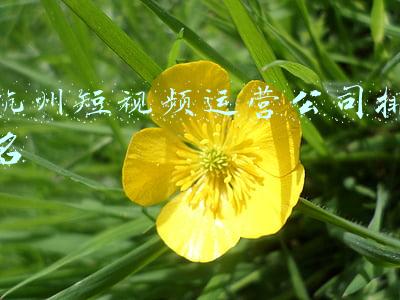 杭州运营公司排名(杭州服装电商运营公司排名)
