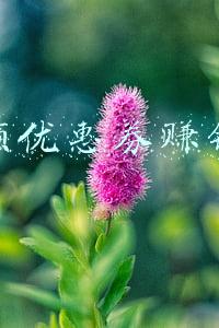 领券网 淘宝优惠券(淘宝优惠券是什么，如何领取？)