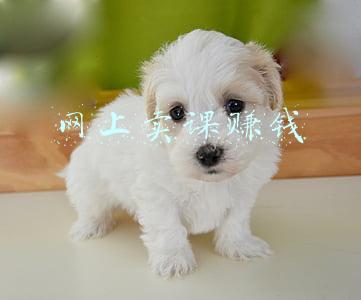 网上卖课赚钱