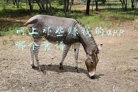 豪猪网app赚钱骗局(谈判在即，美国官员首次透露计划对俄制裁细节)