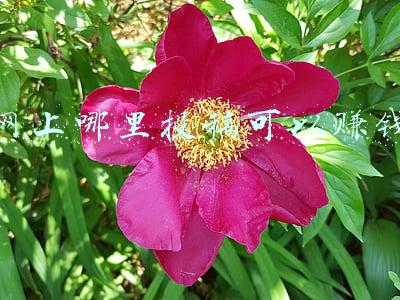 网上哪里投稿可以赚钱