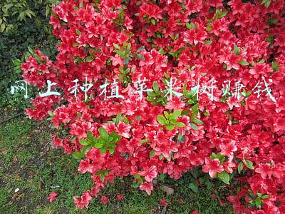网上种植苹果树赚钱
