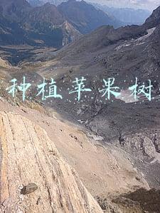 网上种植苹果树赚钱