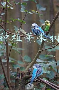 红果树财富网(一万元买信托？互联网理财正在散户化)