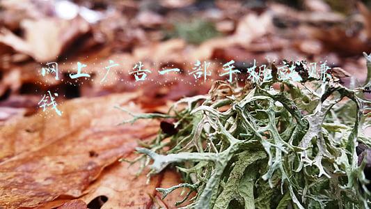 网上广告一部手机就赚钱