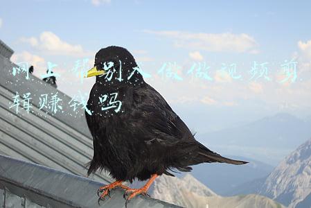 哪个平台可以剪视频赚钱(学AE,PR等影视后期软件，推荐几个可以接单赚钱的平台)
