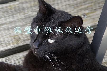 鹤壁市(河南鹤壁深夜出现14级狂风！当地居民称房屋周围树木被折断)