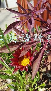 网上教英语赚钱的平台(英语白学了？看看翻译类副业兼职有多赚钱)