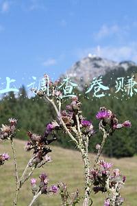 网上调查卷赚钱