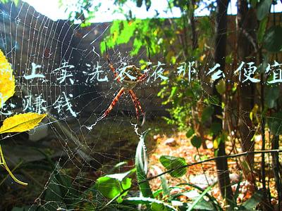 洗衣液最便宜的多少钱(买同款花王洗衣液，京东比天猫便宜10元)