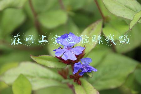 网心云赚钱宝电脑版(来到头条第五天，没有粉丝也有收益)