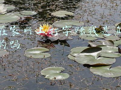 在家兼职打字赚钱(每天在家打打字，兼职打字就能月入上万元，你信吗？)