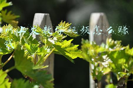 网上发教学视频怎么赚钱