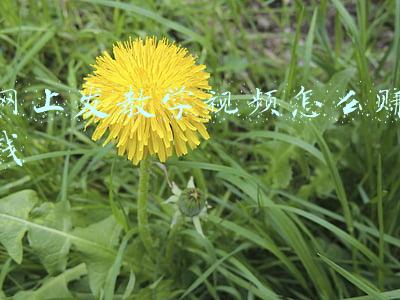 网上发教学视频怎么赚钱