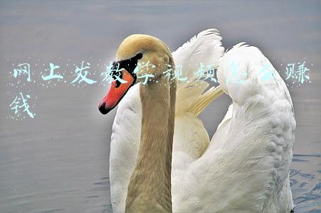 网上发教学视频怎么赚钱