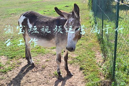 淘宝短视频运营属于什么工作