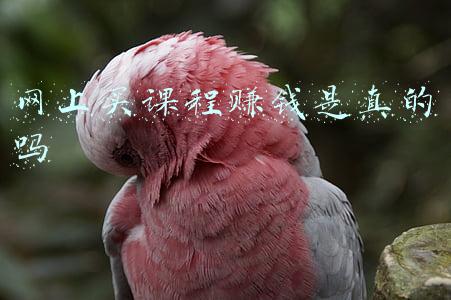 网上买课程赚钱是真的吗