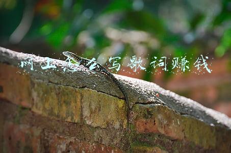网上怎么写歌词赚钱