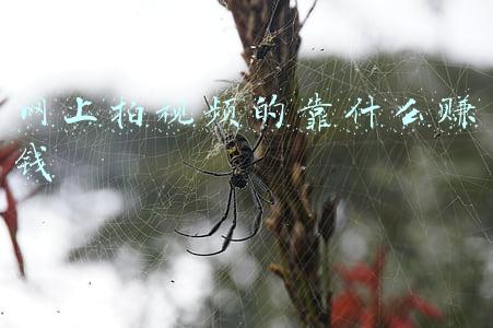 靠我也行网(“靠行吃行”，广西一银行行长被双开)
