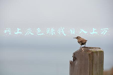 网上灰色赚钱日入上万