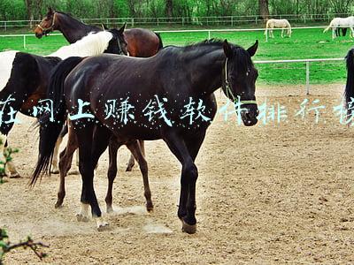 网上购物软件排行榜(手机应用TOP100，抖音第6，西瓜视频54，今日头条名次排低了)