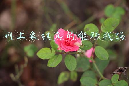 网上象棋真的能赚钱吗 网上象棋真的能赚钱吗