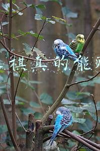 网上象棋真的能赚钱吗 网上象棋真的能赚钱吗