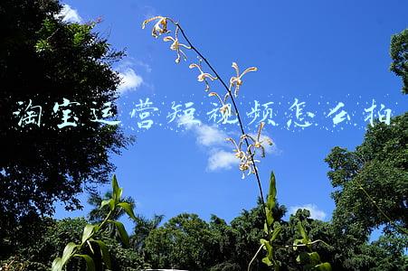 淘宝短视频制作教程视频(淘宝宝贝视频怎么制作，淘宝宝贝视频制作策略)