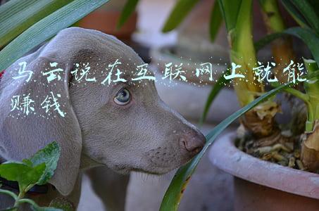 马云说未来赚钱的行业(未来10年，这三个行业或成为新的赚钱风口，马云已布局)